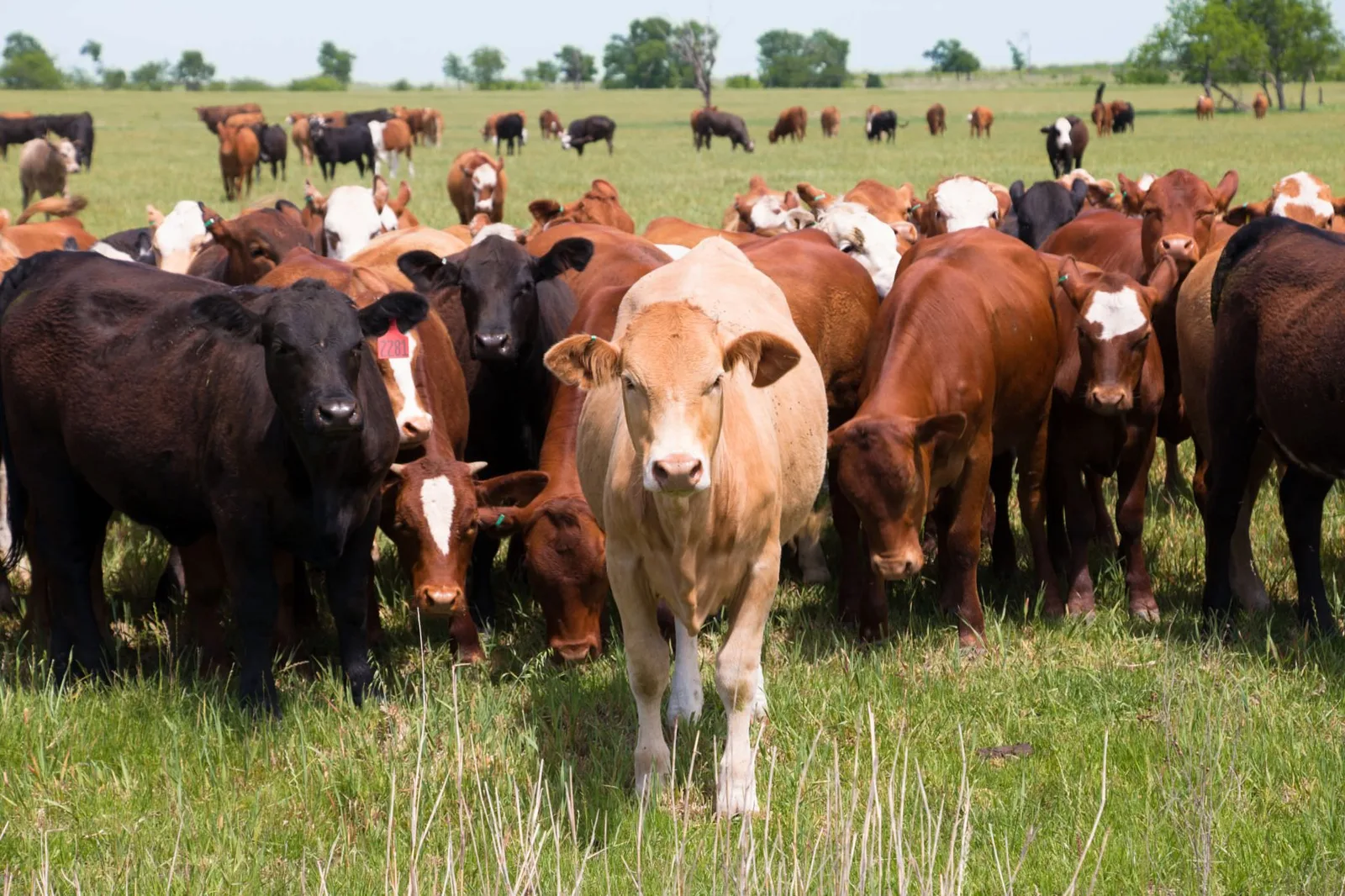 Un troupeau de vaches dans un pré