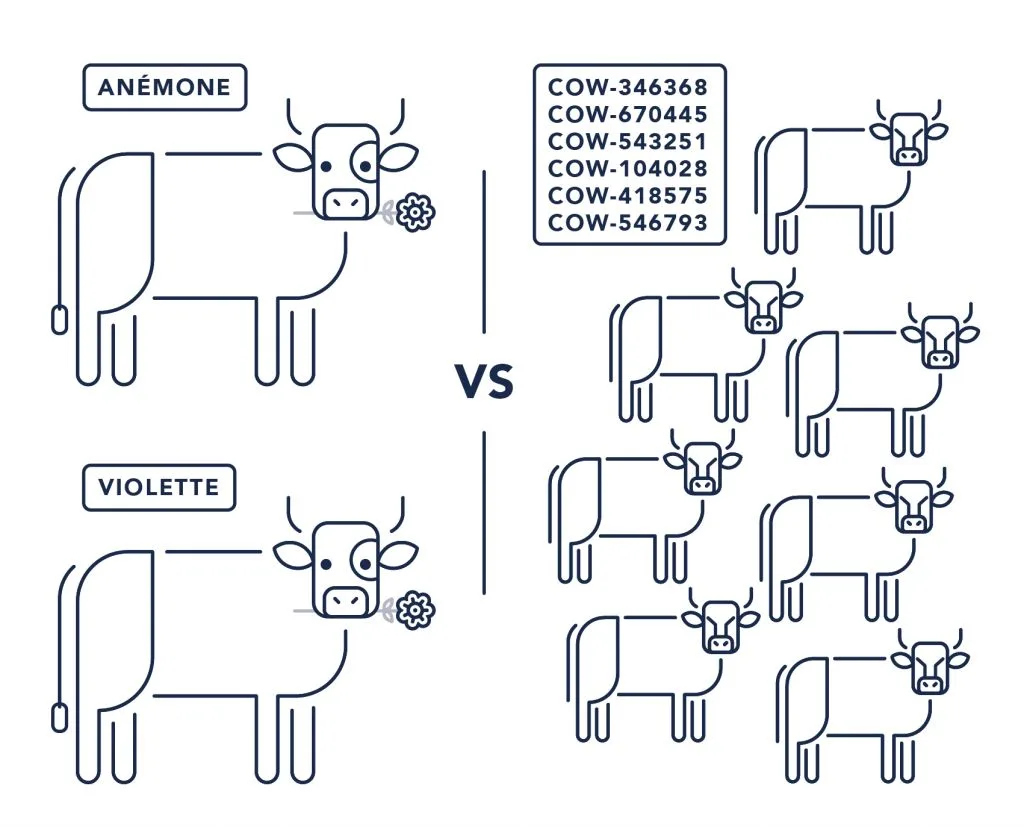 Deux vaches nommées Anémone et Violette, face à un troupeau de vaches identifiées par des numéros