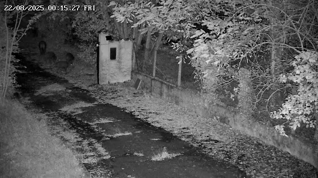 Image infrarouge nocturne de la caméra : allée du jardin et végétation, horodatage 22/08/2025 00:15