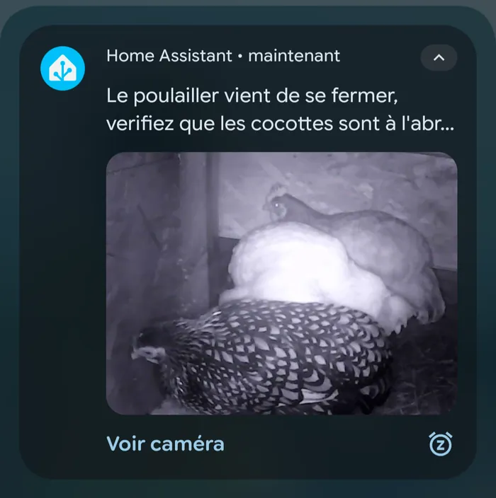Notification Home Assistant sur téléphone : « Le poulailler vient de se fermer, vérifiez que les cocottes sont à l'abri », avec l'image infrarouge de la caméra du poulailler montrant les poules perchées